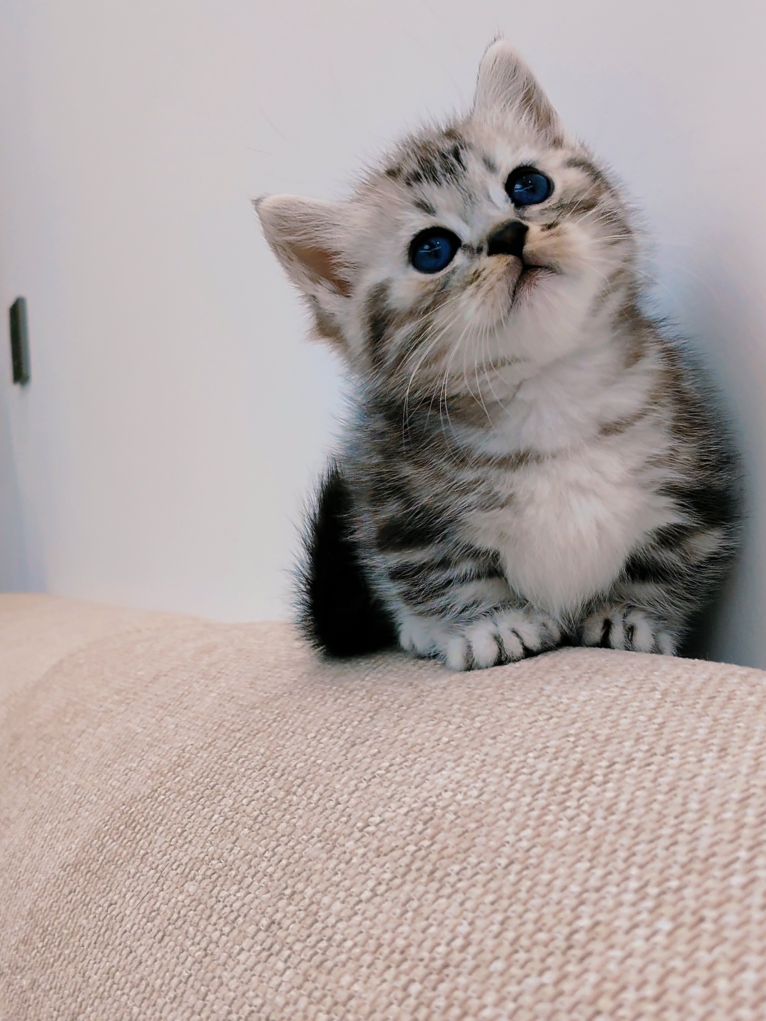 矮脚虎斑妹妹一只